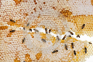 Honey bees eating honey on the frame of a hive where wax remains, isolated on a white background