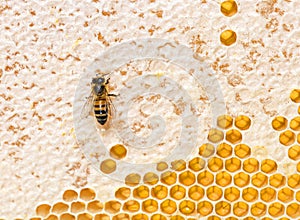 Honey bees eating honey on a hive frame where wax remains, isolated on a white background