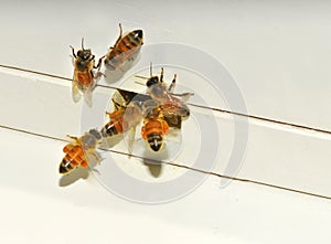 Honey bees entering hive photo