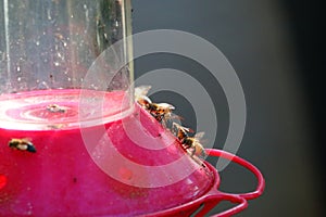 Honey bees feeding at hummingbird feeder