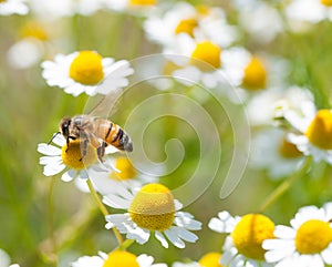 Honey bees on flower