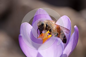 Honey bees on flower