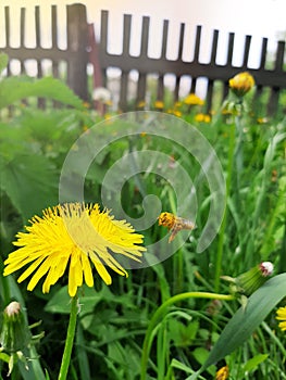 Honey bees on flowers is collecting sweet nectar