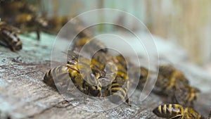 Honey bees fly near their wooden hive, get together and carry collected nectar.