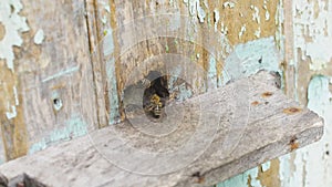 Honey bees fly near their wooden hive, get together crawl along it. Work hard.