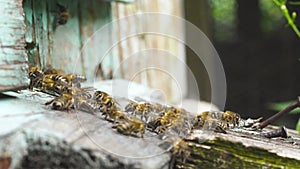 Honey bees fly near their wooden hive waving wings carry collected nectar.