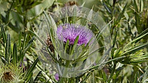 Honey Bees flying and landing on a Purple Onopordum acanthium flowering plant.