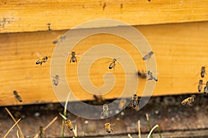 Honey bees flying into a wooden hive box