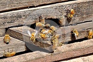 Honey Bees