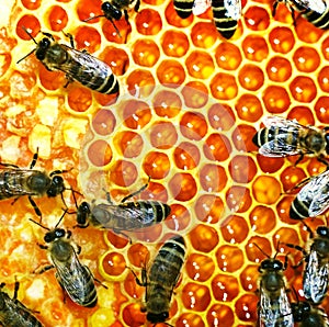 Med včely na úl 