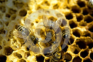 Honey bees