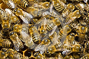 Honey bees in hive