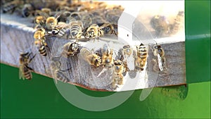 Honey bees on hive