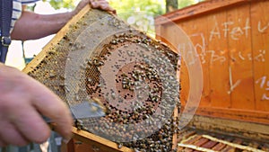 Honey bees on a hive cluster