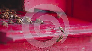 Honey bees on a hive cluster