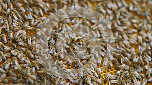 Honey bees on a hive cluster