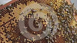 Honey bees on a hive cluster