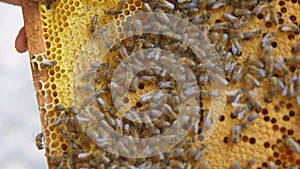 Honey bees on a hive cluster