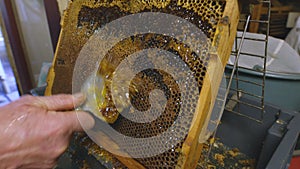 Honey bees on a hive cluster