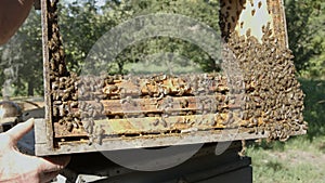 Honey bees on a hive cluster