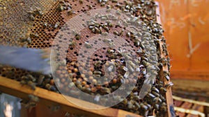 Honey bees on a hive cluster