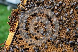 Honey bees on a hive frame in a beekeeping yard.