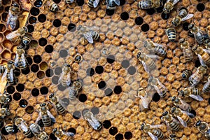 Honey bees on a hive frame in a beekeeping yard.