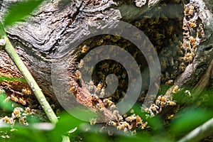 Honey bees at the hive in an old oak tree