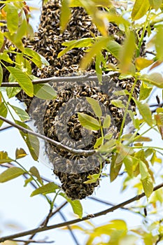 Honey bees hive swarm hidden in tree branches