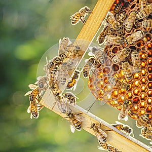 Honey bees on honeycomb in apiary photo
