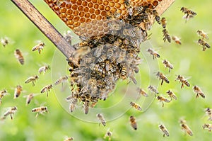 Honey bees on honeycomb in apiary in the summertime