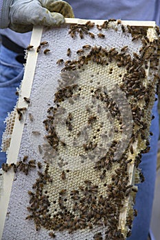 Honey Bees on a Honeycomb photo