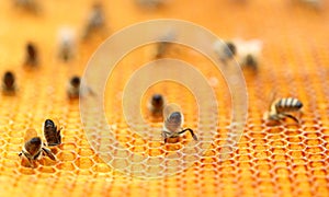 Honey bees on honeycomb cells, close up view