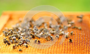 Honey bees on honeycomb cells, close up view