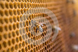 Honey bees on a honeycomb inside beehive. Hexagonal wax structure with blur background.