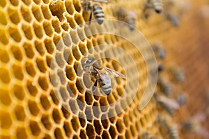 Honey bees on a honeycomb inside beehive. Hexagonal wax structure with blur background.