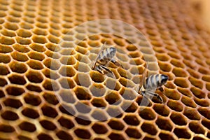 Honey bees on a honeycomb inside beehive. Hexagonal wax structure with blur background.