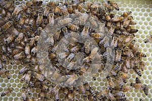 Honey Bees on a Honeycomb photo