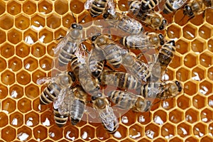 Honey bees on honeycombs closeup view