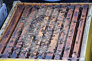 Honey bees kept in a bee box