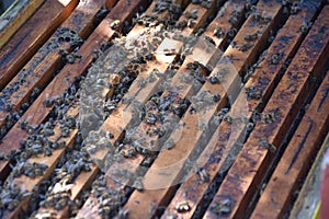 Honey bees kept in a bee box