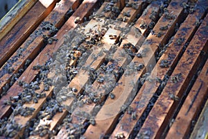 Honey bees kept in a bee box