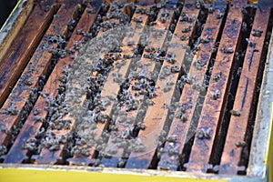 Honey bees kept in a bee box