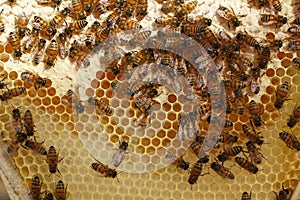 Med včely drželi v včela krabice výrobu čerstvý med 