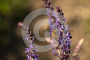 honey bees on a lavender flower