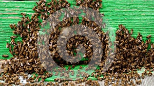 Honey bees near their hive