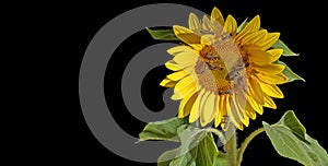 honey bees and other pollinators drinking nectar from the sunflower