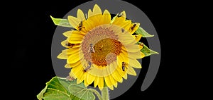 honey bees and other pollinators drinking nectar from the sunflower