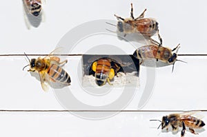 Honey Bees Packing Pollen