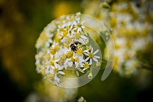 Honey Bees on Parasol Whitetop Wildflowers